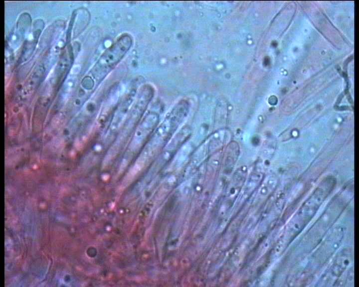 Mycena amicta   18.6.2004